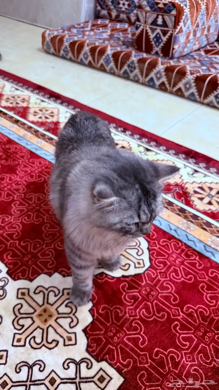 قطوة للبيع شرازي 3