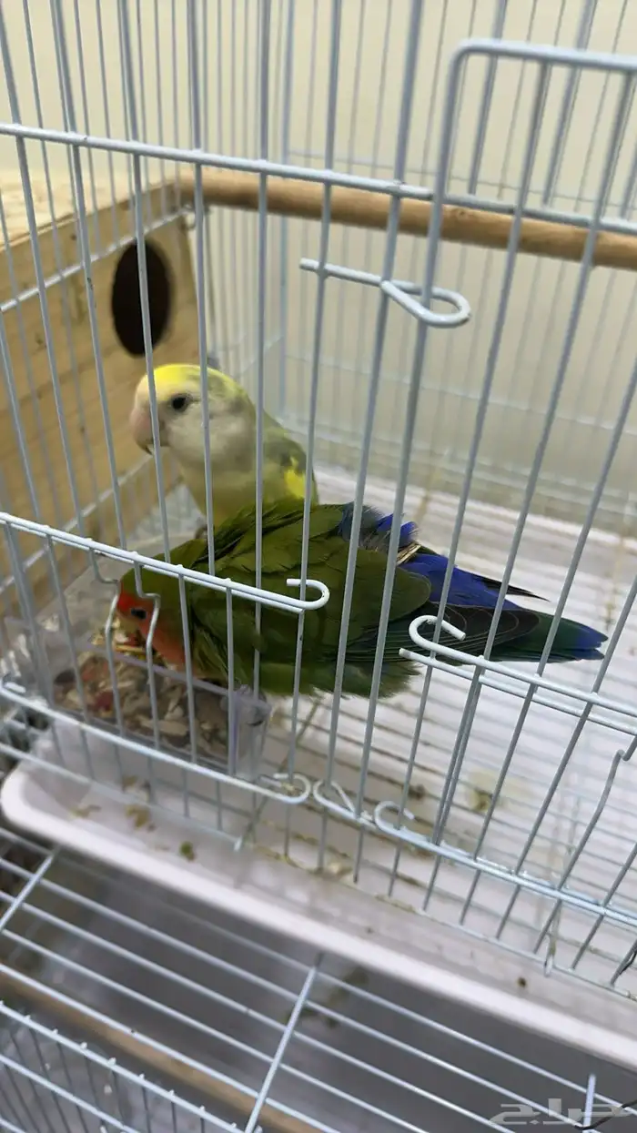 زوج روز 4