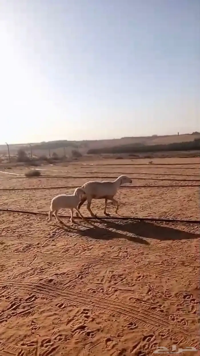 حرية متبع برخل 0