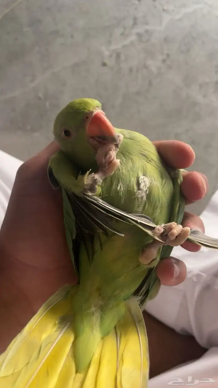 ذكر دره هنديه بدايه كلام 0