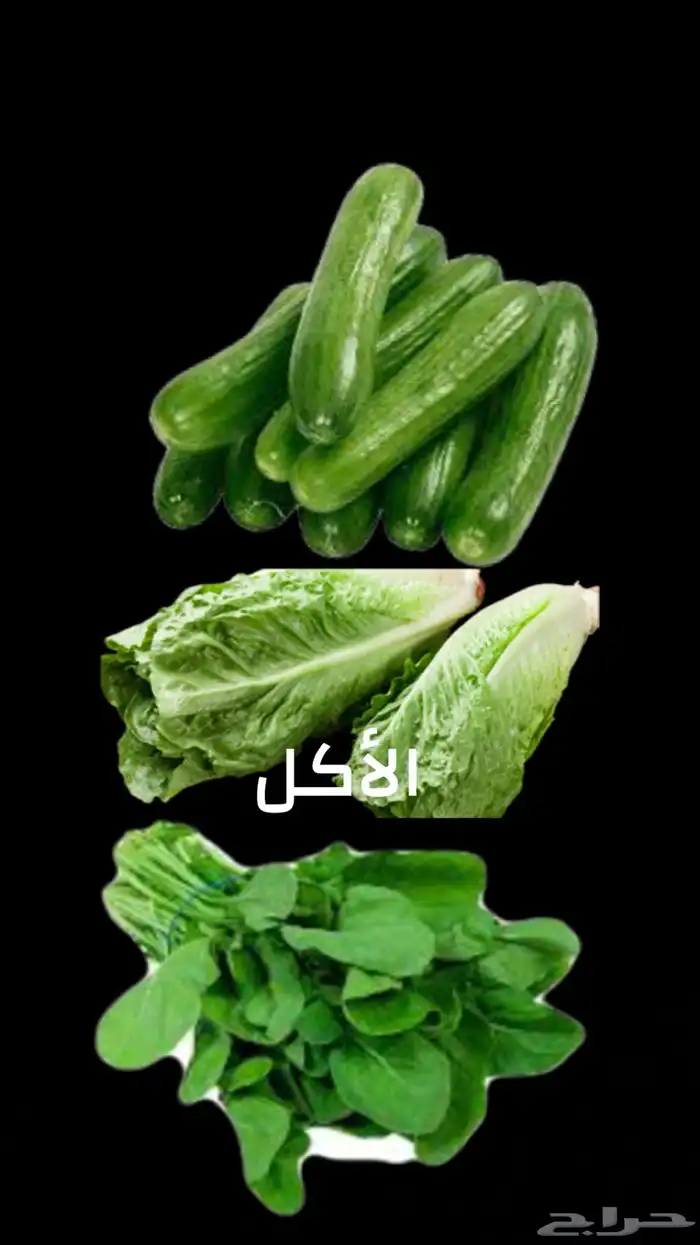 هامستر اليف 4