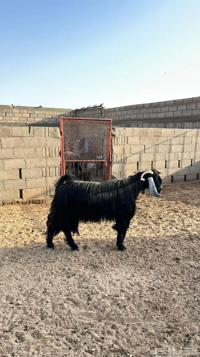 فحل عارضي طيب شرط القريع 2