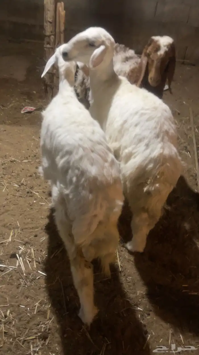 2 رخال حريه ورخله نعيميه 1
