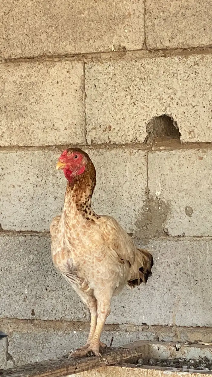 دجاج فارسي 2