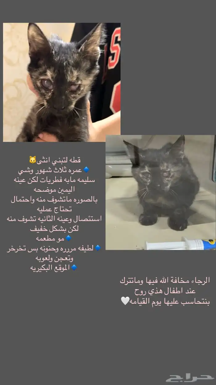 قطه بلديه لتبني 0