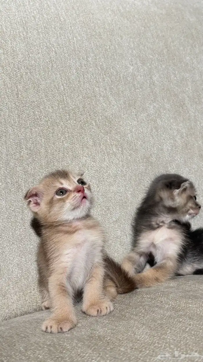 للبيع قطط صغيره سكوتش الحجم نتفه 4