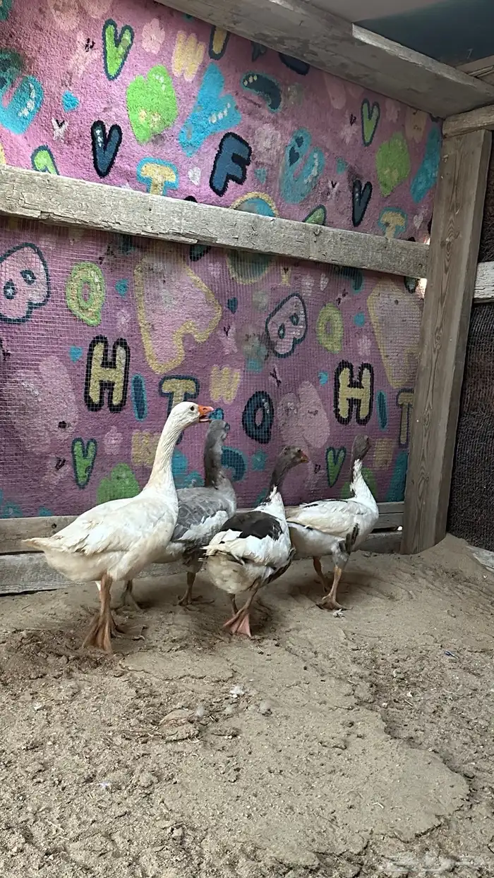 وز للبيع 2