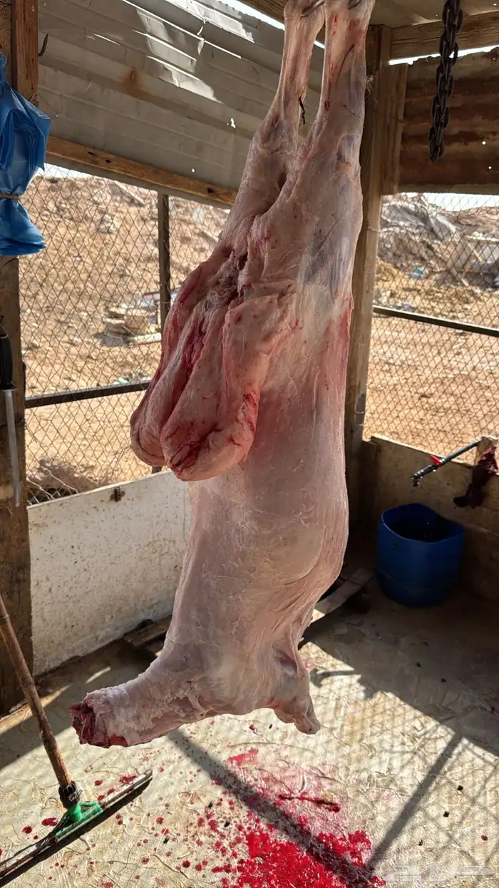 ذبايح خرفان حري 3