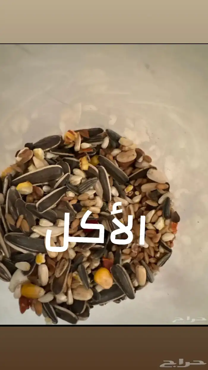 هامستر 3