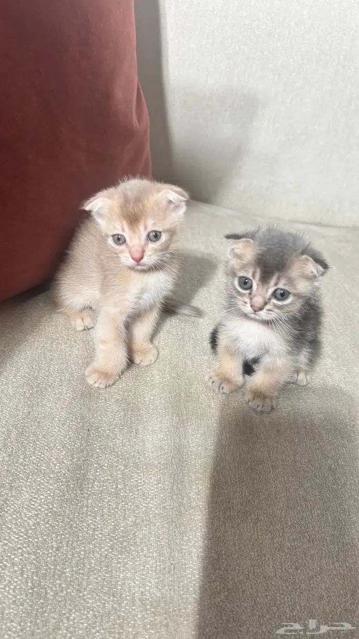للبيع قطط صغيره سكوتش الحجم نتفه 6