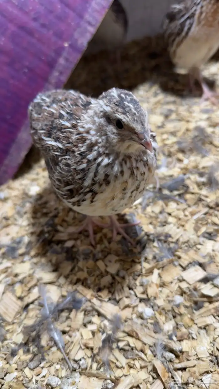 سمان مريعي 0