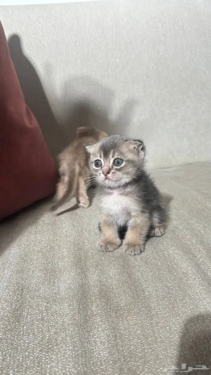 للبيع قطط صغيره سكوتش الحجم نتفه 1