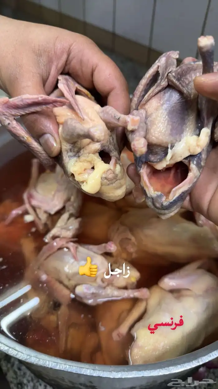 زغاليل ذبح يوم الاحد 1