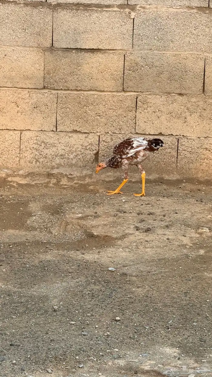 ديك باكستاني للبيع 1