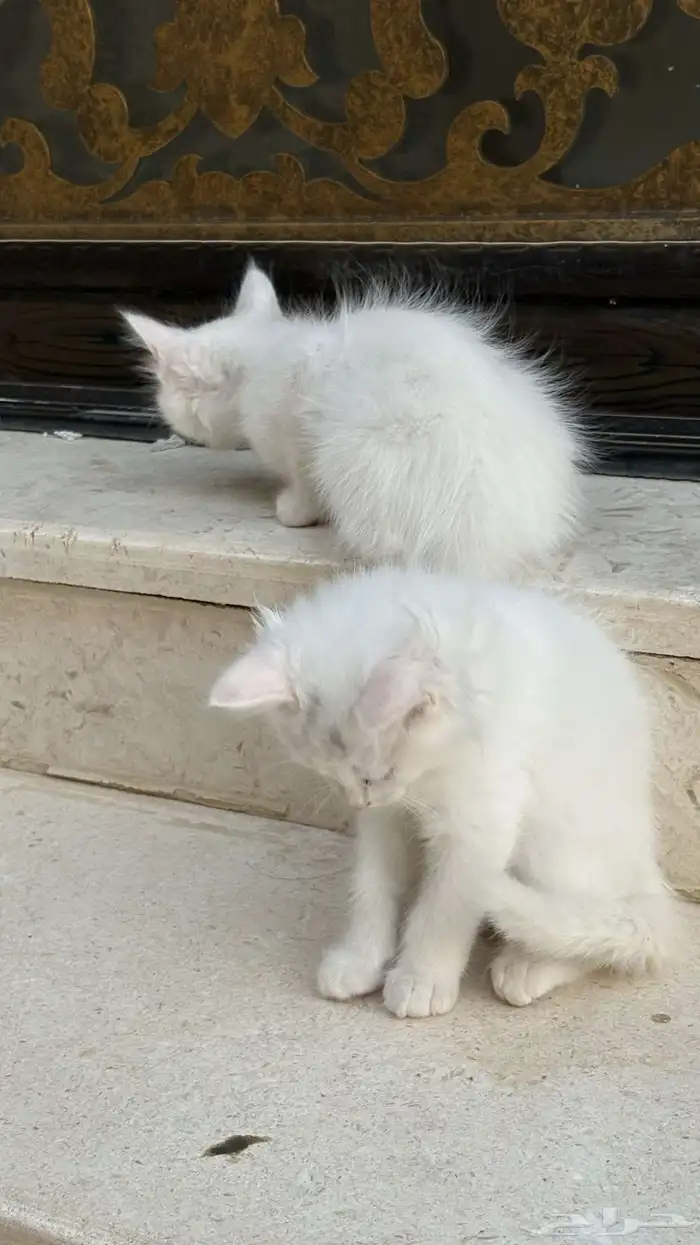 للبيع قطط شيرازي 1