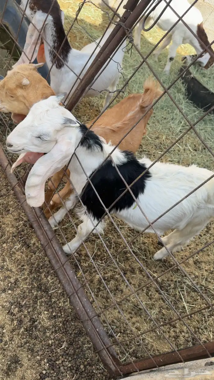 تيس للبيع 0