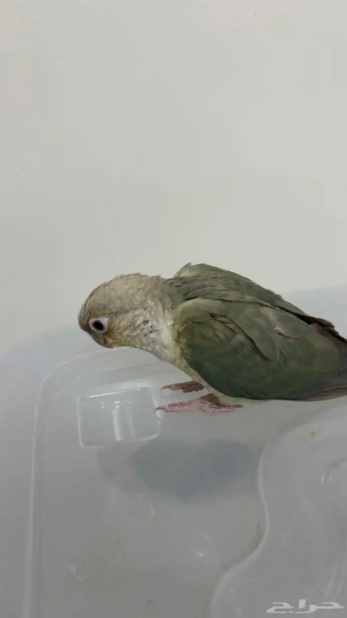ببغاء كنيور 1
