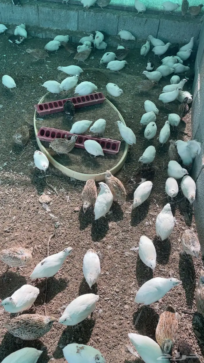 سمان وبيض سمان 0