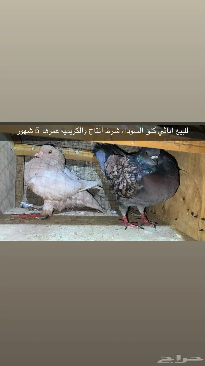 حمام كنق للبيع للتواصل خاص 2