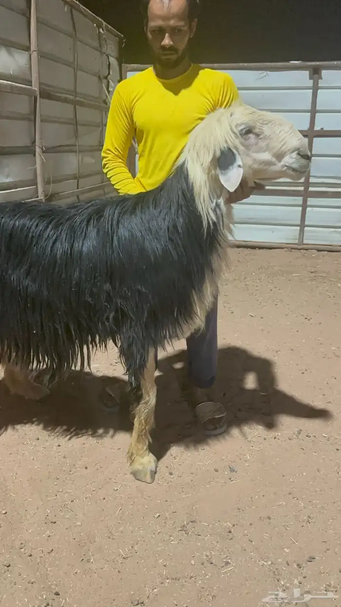 فحل نجدي مشروط 1