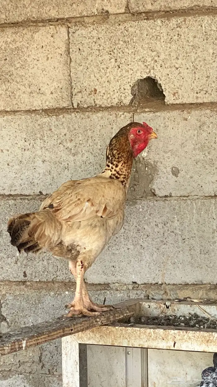 دجاج فارسي 1
