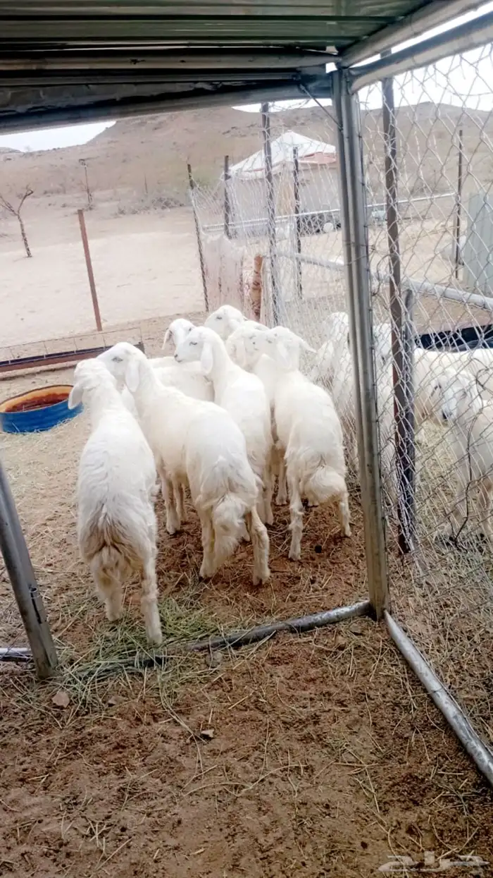 8 من البهم 5 خرفان و3 رخال شرط ونظافه 3