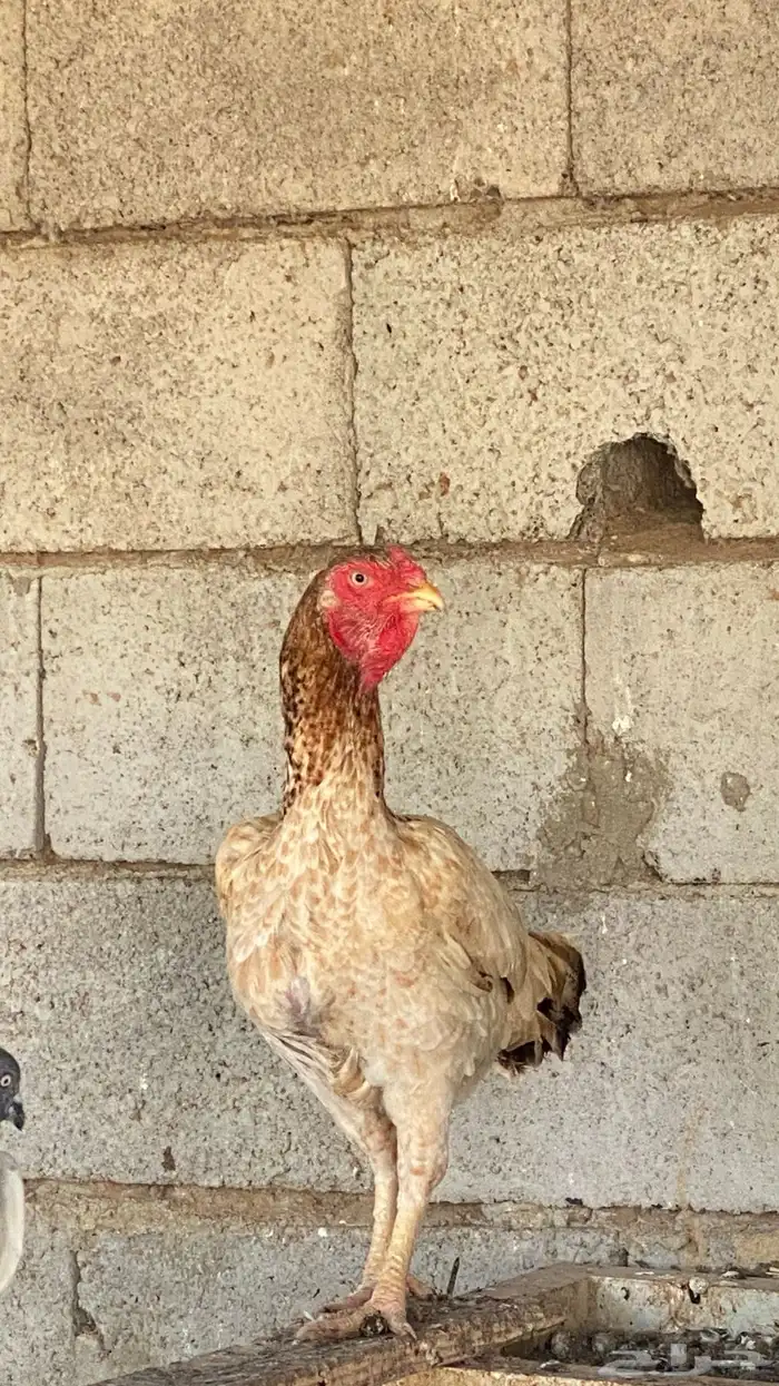 دجاج فارسي 0
