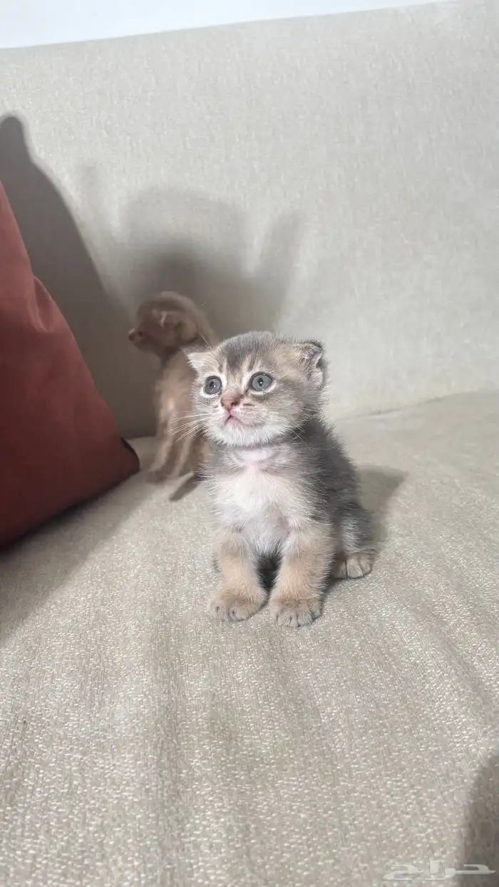 للبيع قطط صغيره سكوتش الحجم نتفه 7
