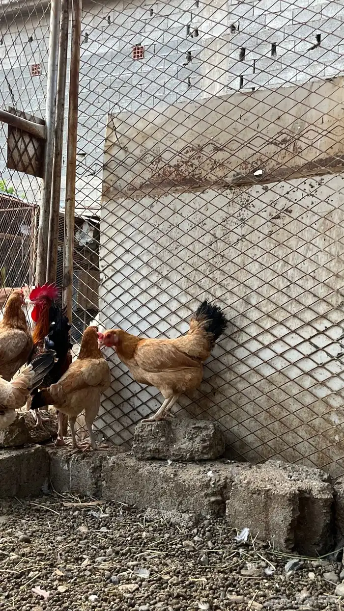 للبيع دجاج بلدي فواتح 4