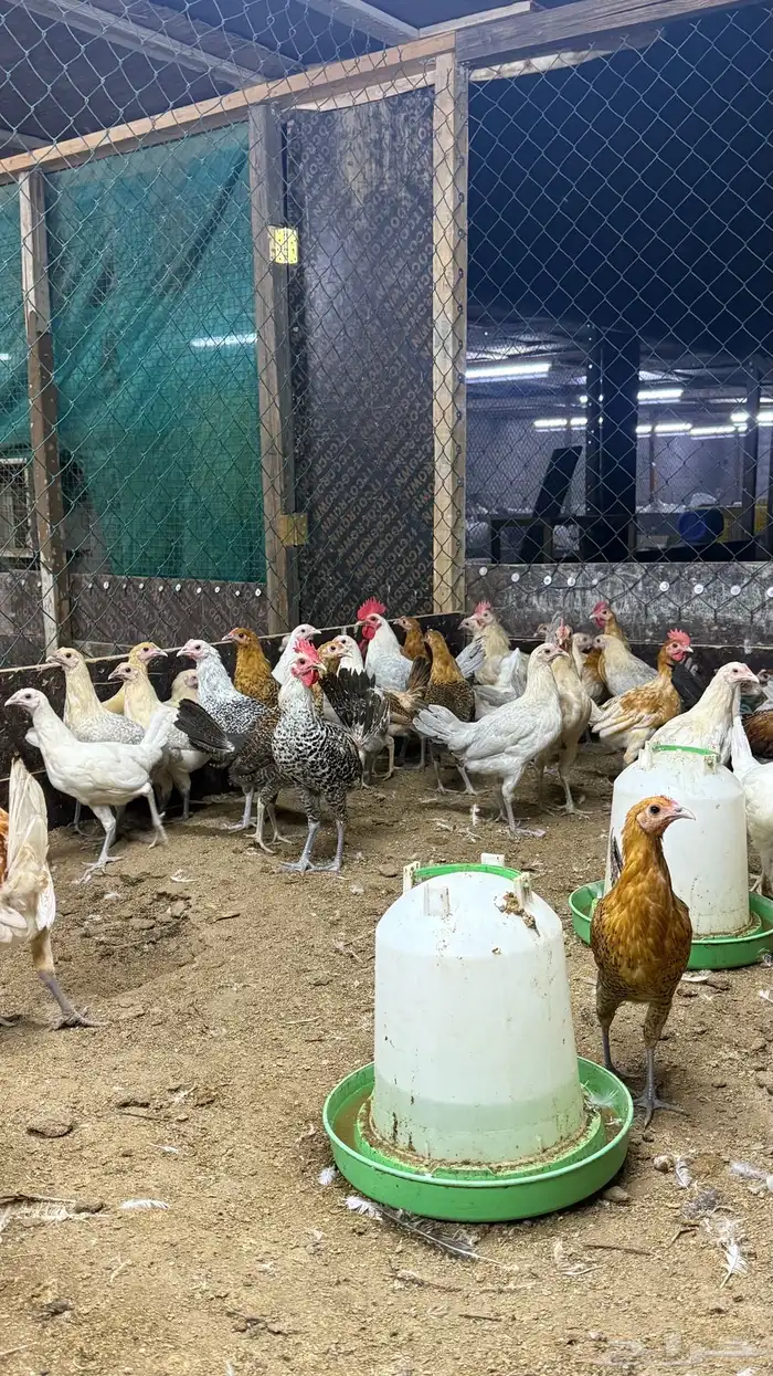 صوص فيومي و بلدي 22