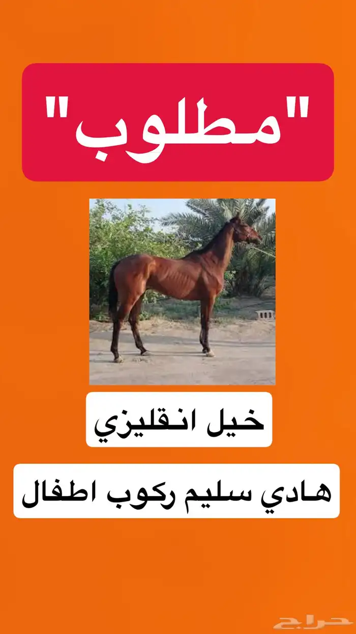 مطلوب خيل انقليزي هادي ركوب اطفال رقم التواصل 0