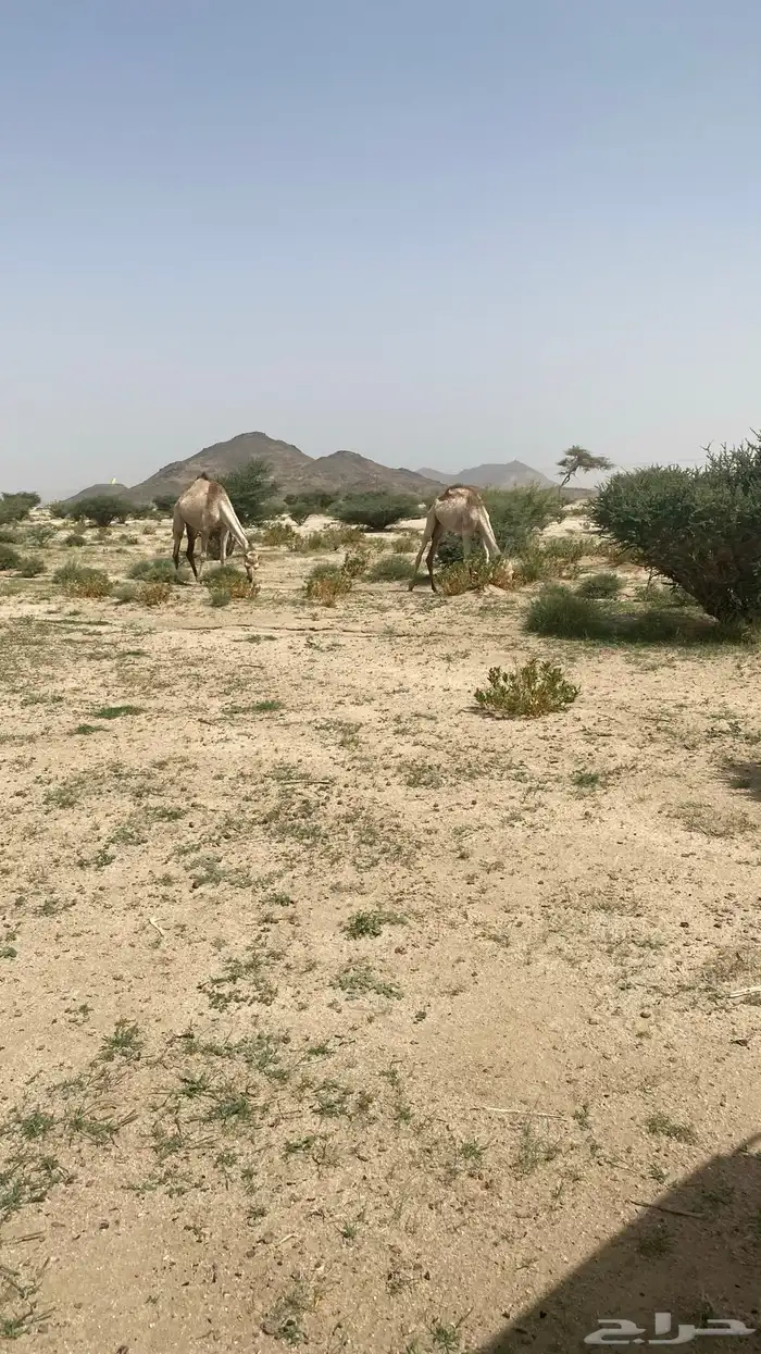 ناقتين اوارك بيض 1