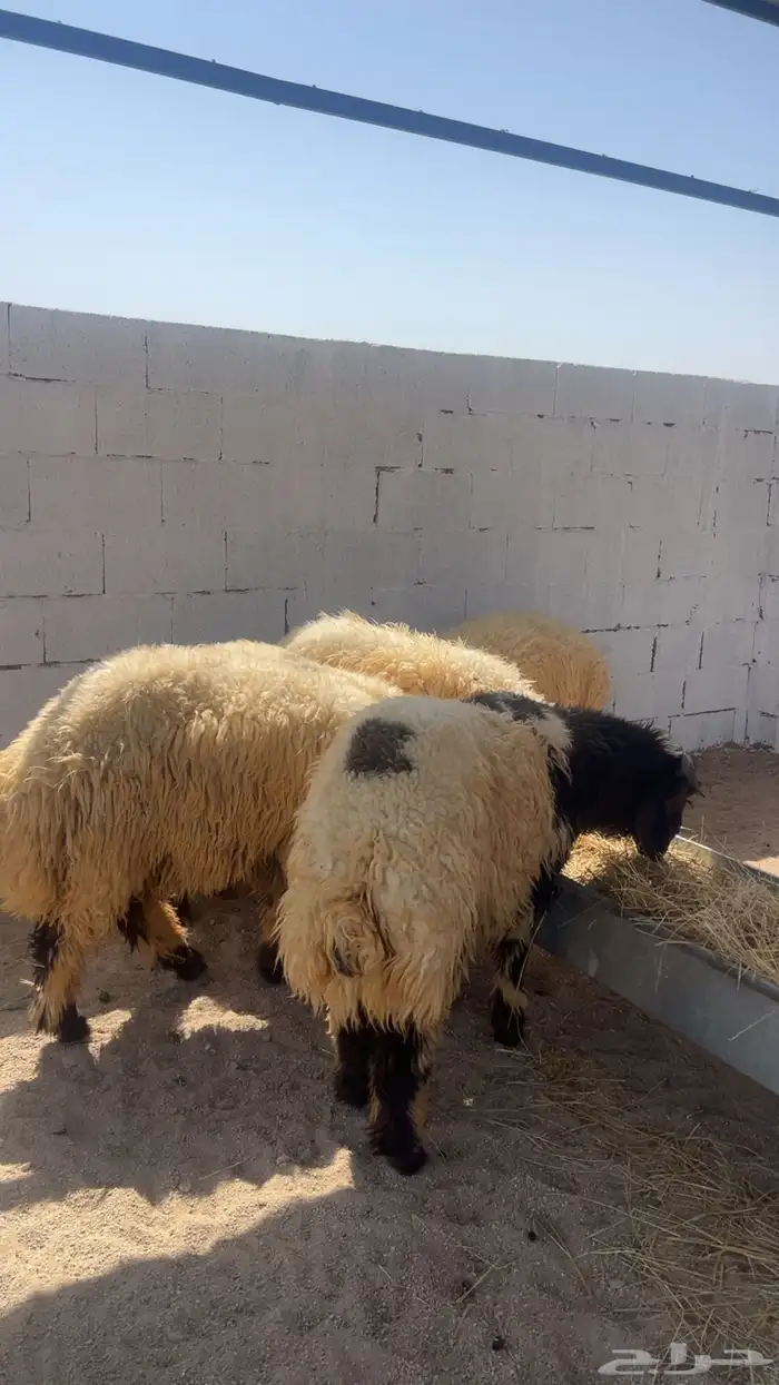 نعيم جبر زوجات ومناسبات وحفلات تمايم 2