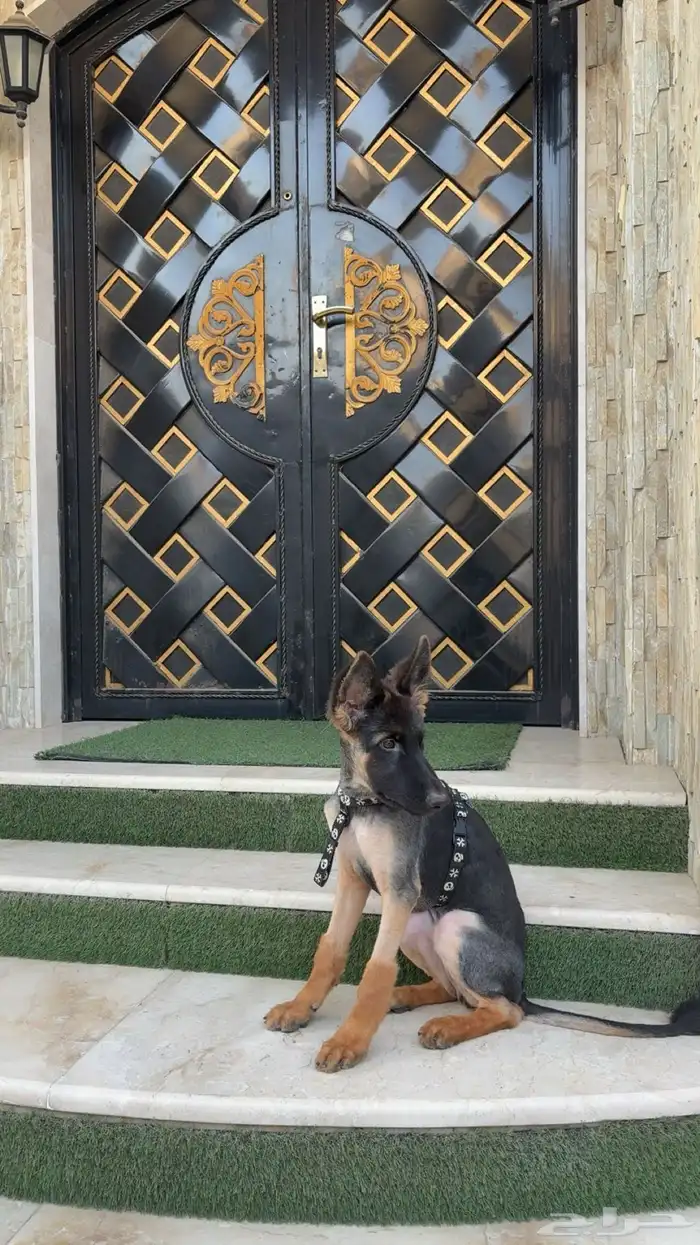 كلب جيرمان شيبرد شولاين أنثى 1