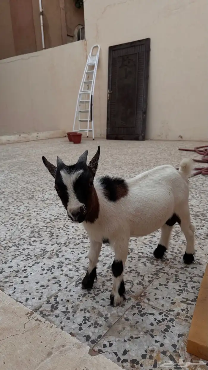 ماعز قزم صغير نادر 0