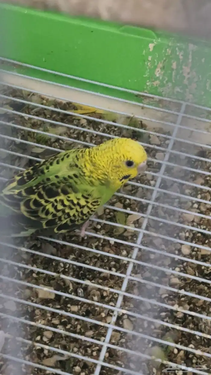طير حب مع قفص كبير مع العلف حقه 1