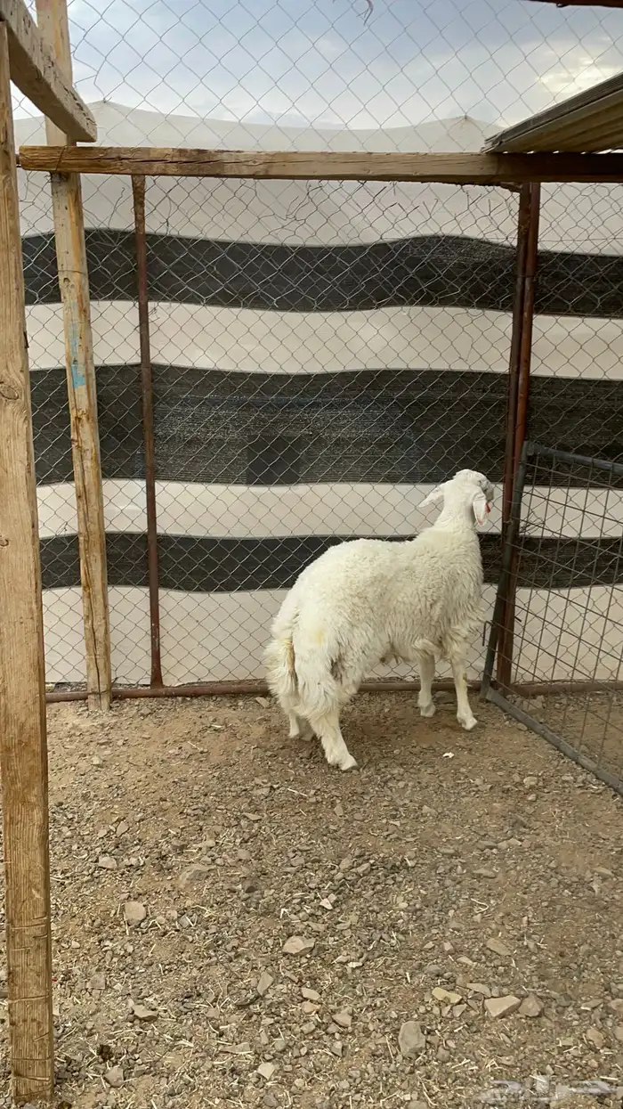 خاروف حري فاخر وطيب بالحيل( تم البيع) 0