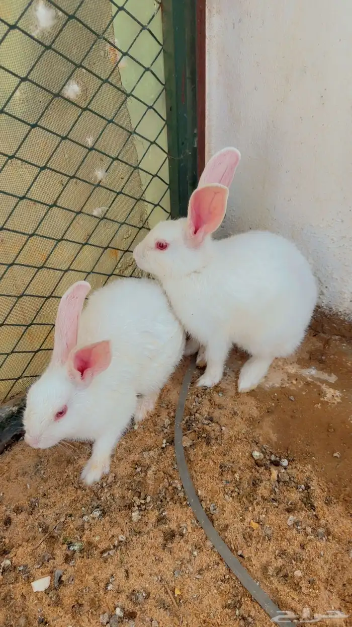 تم البيع 1