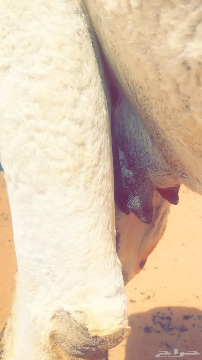 للبيع العشرا الثنو الباتليه من ابل معروفه 1