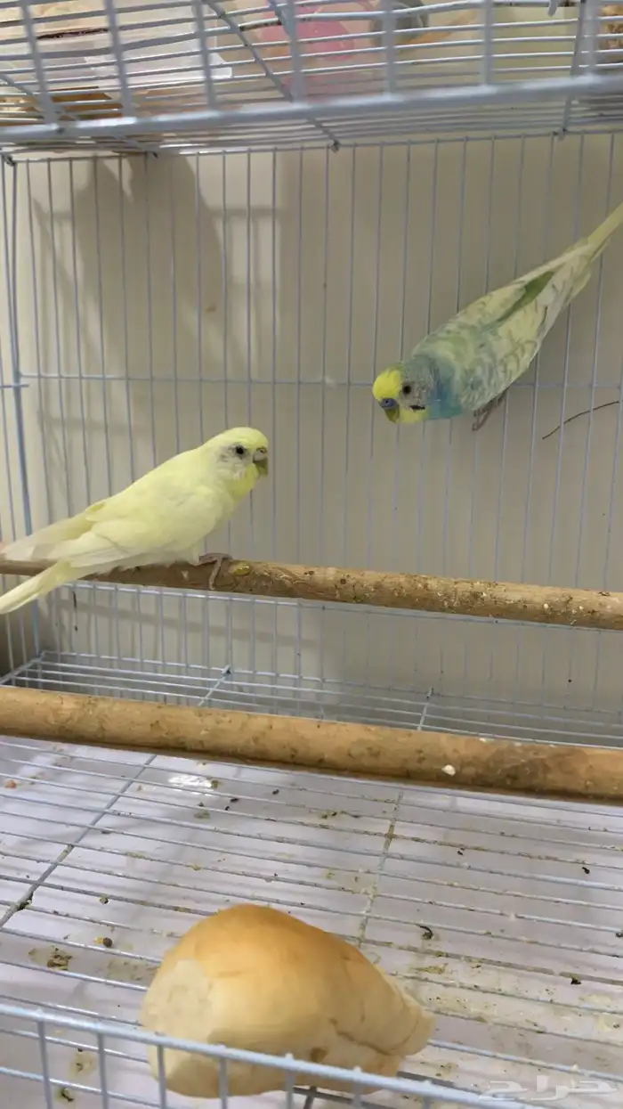 للبيع زوج بادجي منتج 2