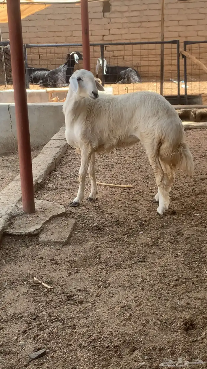 رخل صنف الصنف تم البيع 0
