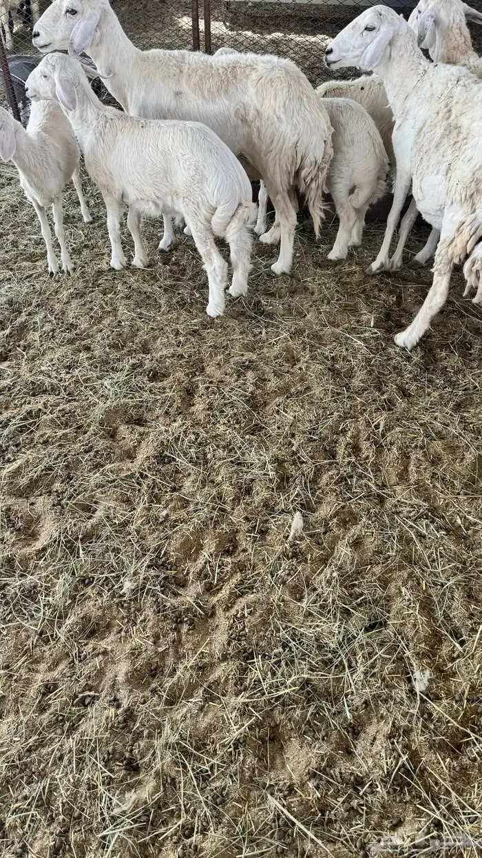 للبيع ضان وليد 2