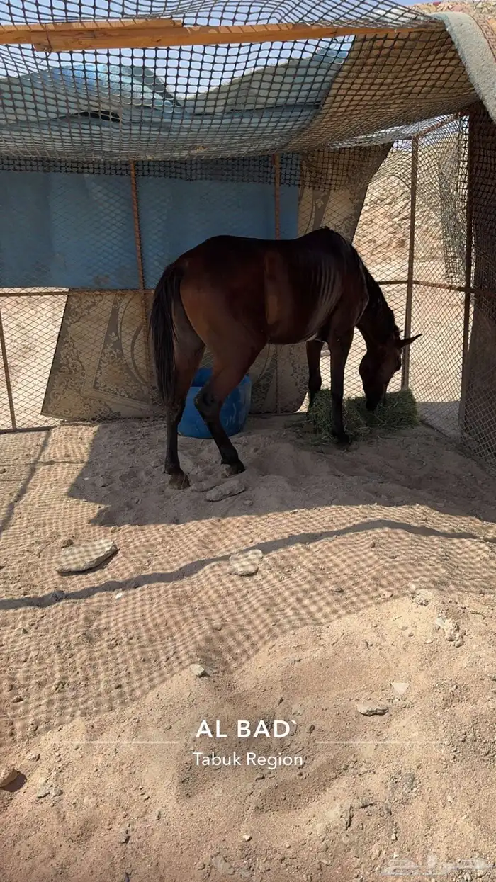 خيل شعبي 0