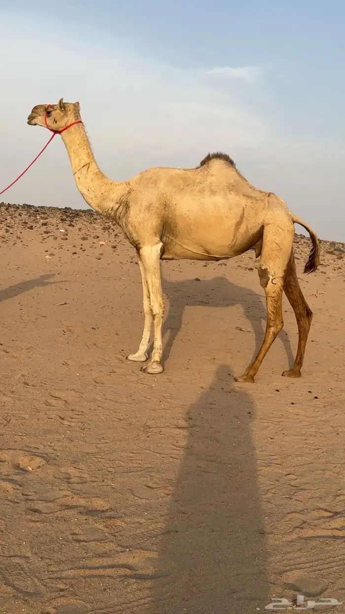 ناقه سودانيه لقحه من شاهين برصيده سياره الجنادريه 0