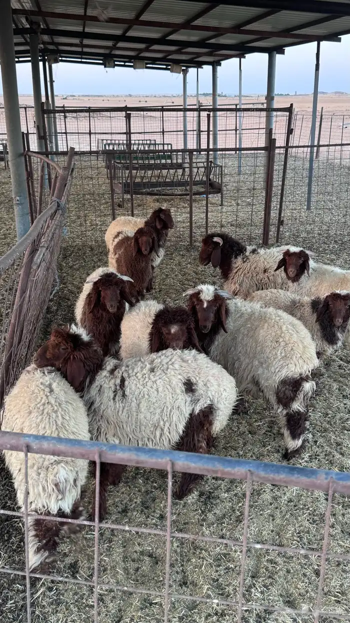 طليان نعيم 2