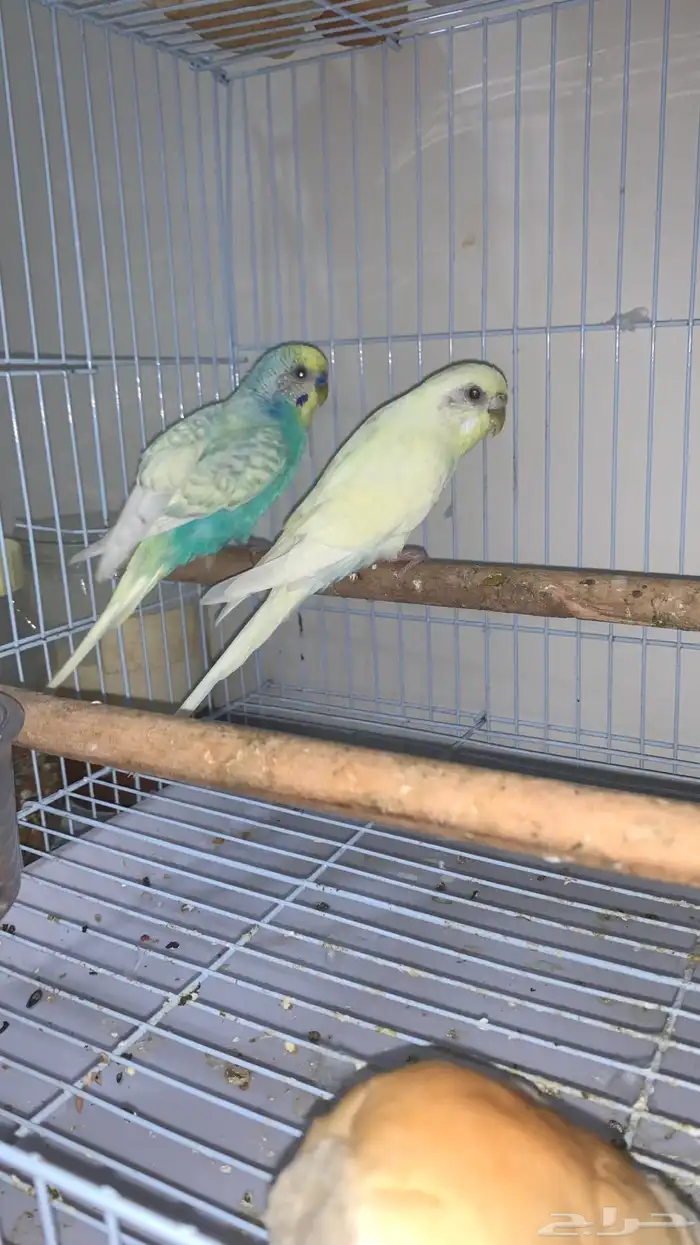 للبيع زوج بادجي منتج 1