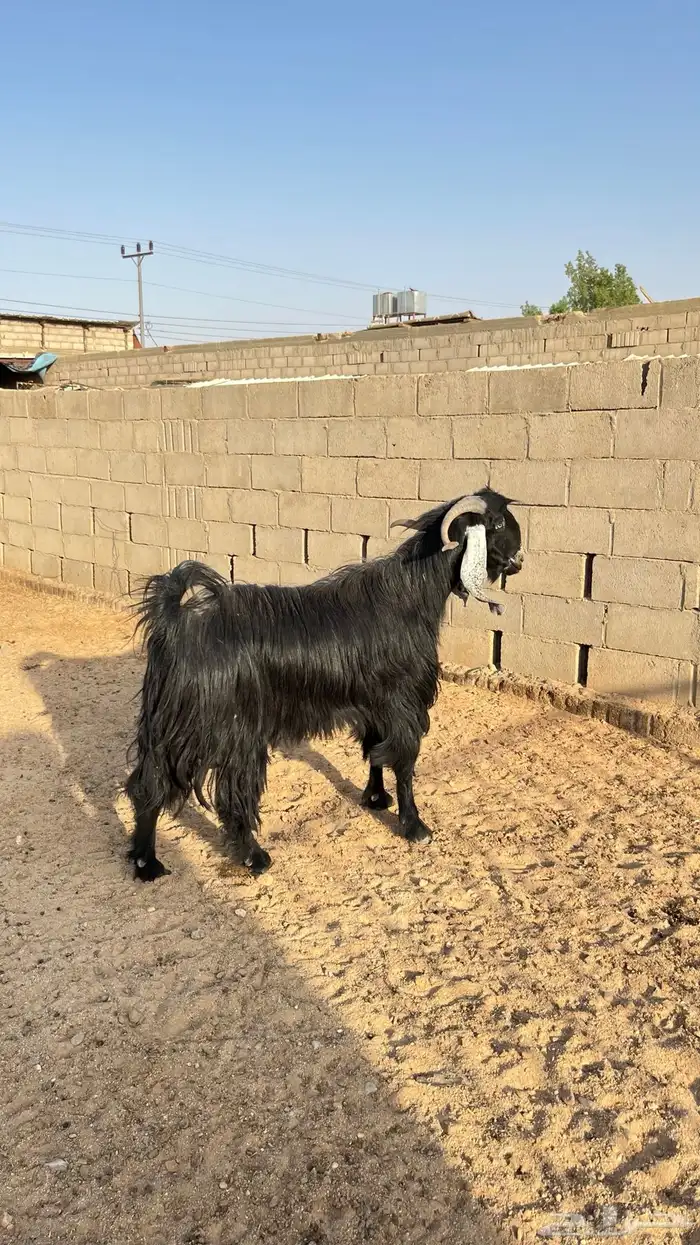 فحل عارضي طيب شرط القريع 1