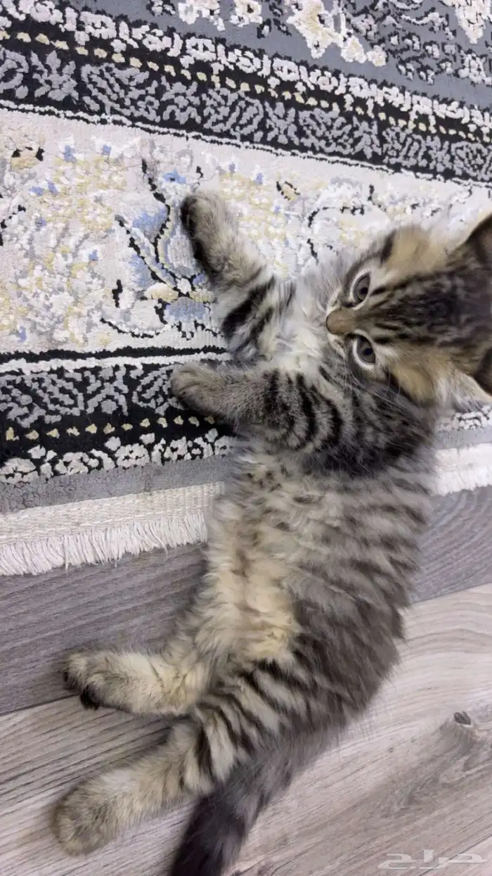 قطط كيتن للبيع اليفه 4