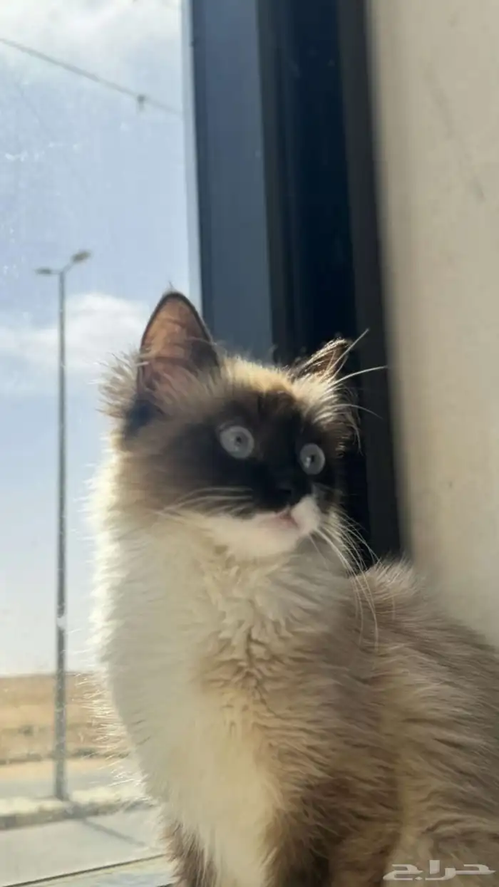 بسه للتبني 0