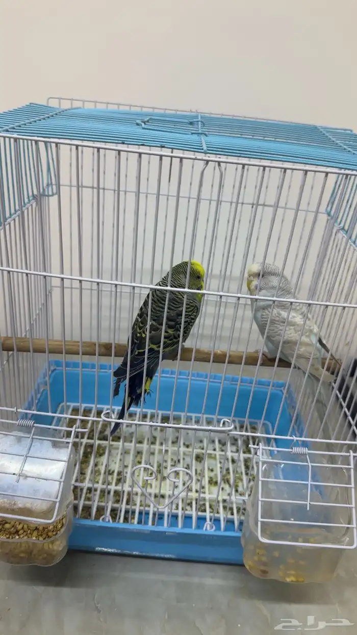 ببغا 2